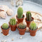 Indoor Succulents and Cactus