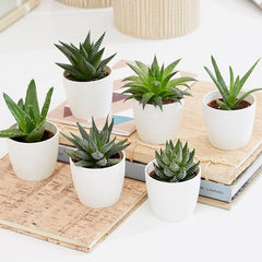 Collection image for: Best Selling Indoor Plants