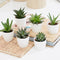 Best Selling Indoor Plants