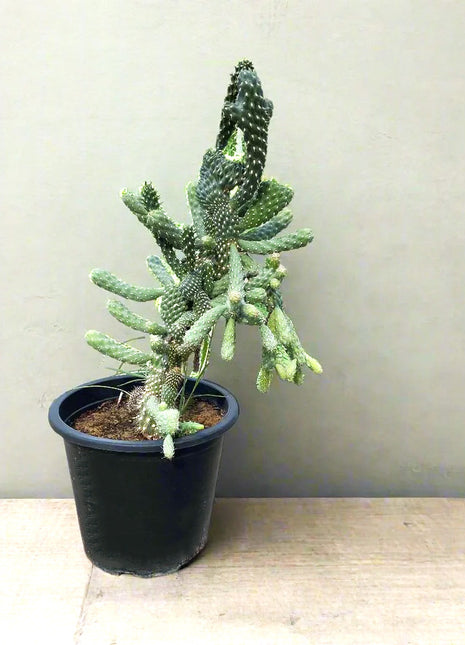 Austrocylindropuntia Subulata (Eve&#8217;s Needle Cactus)
