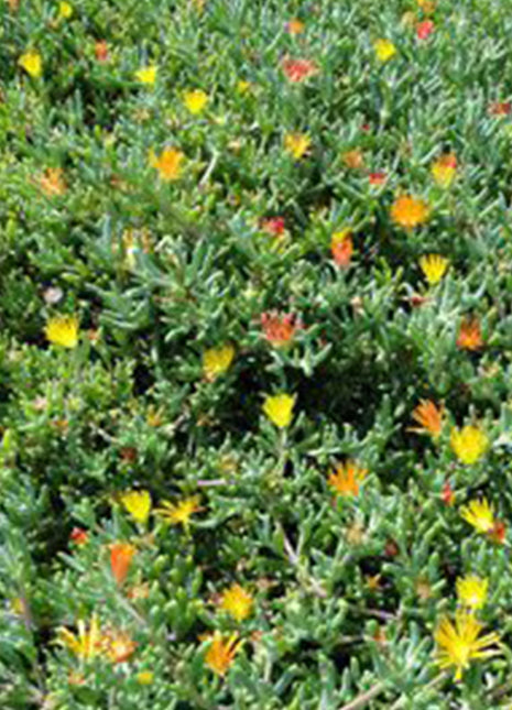 https://i0.wp.com/www.greensouq.ae/wp-content/uploads/2017/11/10cm-Lampranthus-spectabilis-Trailing-Ice-Plant-%402-e1568063564918-1.jpg?fit=720%2C660&ssl=1
