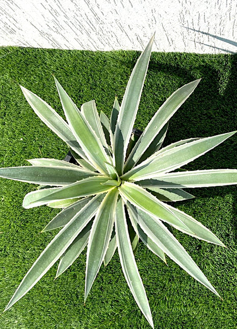 https://i0.wp.com/www.greensouq.ae/wp-content/uploads/2022/01/11-1.jpg?fit=720%2C660&ssl=1