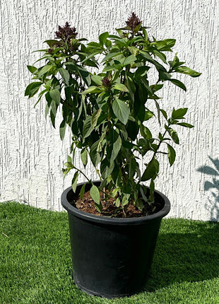https://i0.wp.com/www.greensouq.ae/wp-content/uploads/2022/01/15-1.jpg?fit=720%2C660&ssl=1