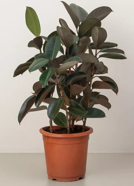 Ficus Elastica &#8220;Abidjan&#8221; or Rubber Plant (Holland)  80 &#8211; 100cm
