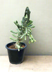 Default Soil / Default Plastic Pot