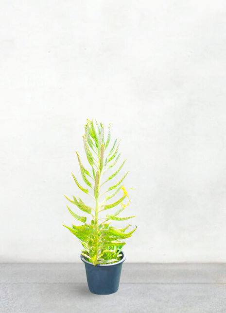 https://i0.wp.com/www.greensouq.ae/wp-content/uploads/2022/06/1selected-scaled.jpg?fit=2560%2C2560&ssl=1