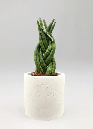 https://i0.wp.com/www.greensouq.ae/wp-content/uploads/2024/10/2-1.jpg?fit=937%2C937&ssl=1