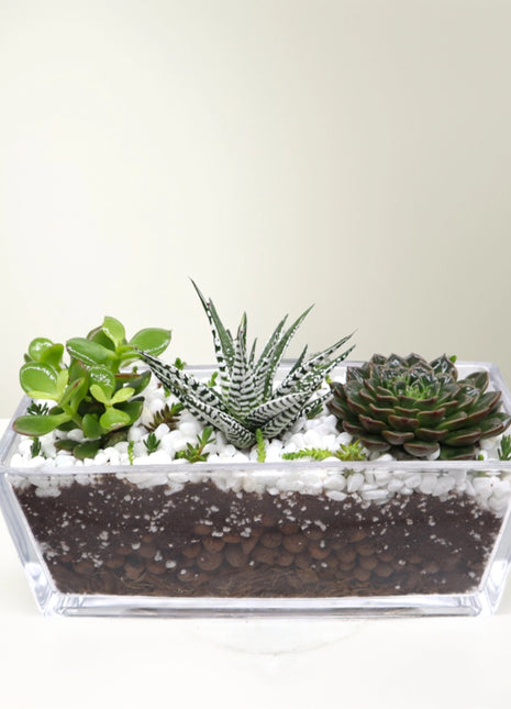 Succulent Jungle