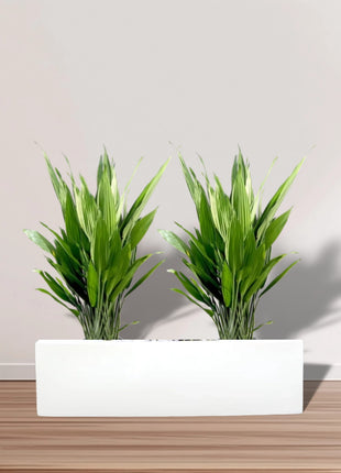 https://i0.wp.com/www.greensouq.ae/wp-content/uploads/2024/12/2-aspiradus-in-white-grp-pot.jpg?fit=1000%2C1000&ssl=1