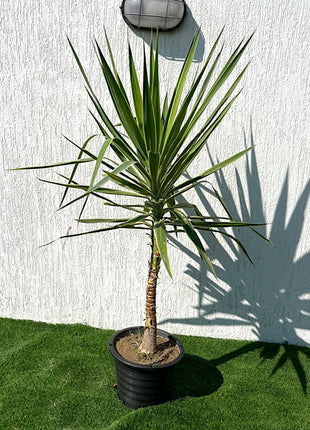 https://i0.wp.com/www.greensouq.ae/wp-content/uploads/2022/01/3-1.jpg?fit=720%2C660&ssl=1
