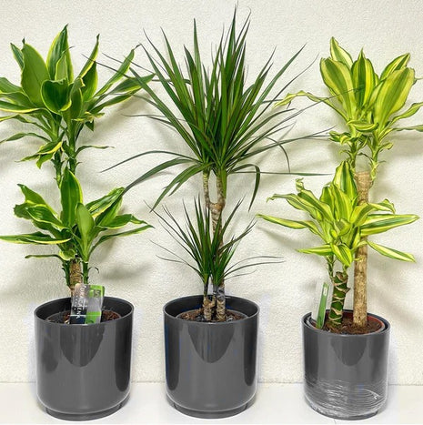 Set Of 3 Dracena Plants 80-100cm in Ceramic Pot