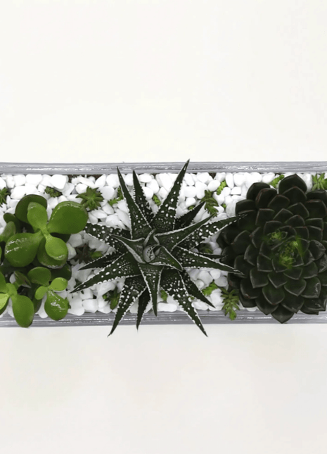 Succulent Jungle