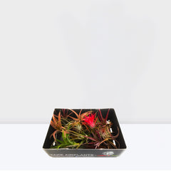 Air Plant  4-10cm
