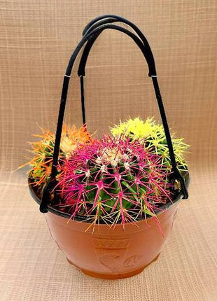 Barrel Cactus 80-90mm dia | Hanging Yellow, Pink, Orange Ball Cactus | 3 in One