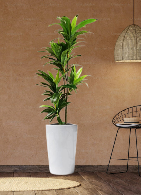 Artificial Dracaena Compacta 150cm