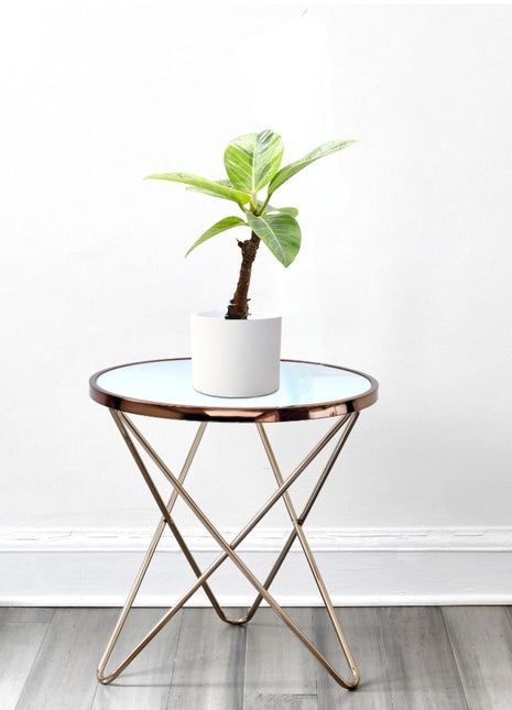 Ficus Variegated &#8211; 30cm