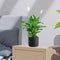 Peace Lily or Spathiphyllum or &#8220;زنبق السلام&#8221;