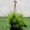 Asparagus Hanging