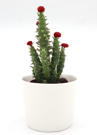 Cactus Opuntia Subulata Indoor | Austrocylindropuntia subulata 5-8cm