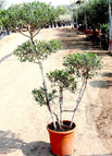 1.0 - 1.2m Overall height