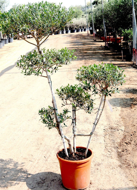 https://i0.wp.com/www.greensouq.ae/wp-content/uploads/2024/01/IMG_4986-scaled-e1705567463680.jpeg?fit=2052%2C1881&ssl=1