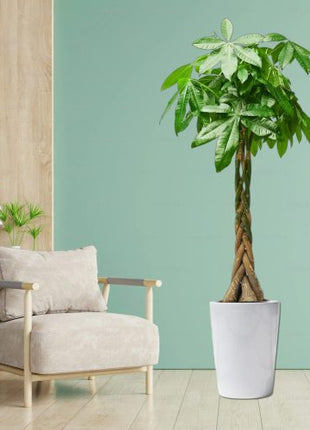 Scindapsus Marble Queen or Money Plant or Epipremnum aureum كرمة المال Success