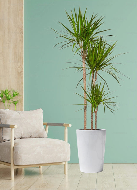 Dracaena Marginata