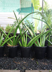 Default Nursery Pot