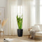 Sansevieria Trifasciata &#8216;Laurentii&#8217; or Snake Plant