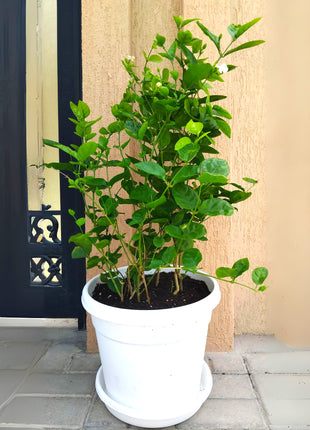 https://i0.wp.com/www.greensouq.ae/wp-content/uploads/2017/11/Jasmine-Sambac.jpg?fit=2025%2C2025&ssl=1