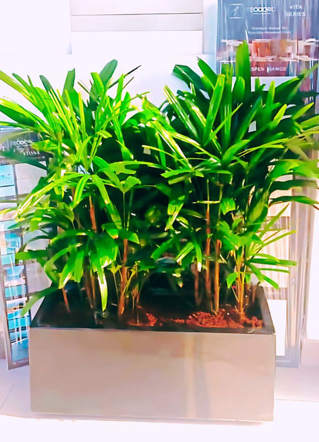 Rhapis Excelsa "Lady Palm سيدة النخيل in Fiber Glass Pot
