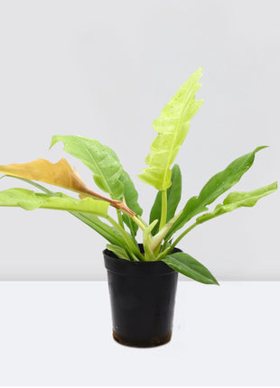 Philodendron &#8216;Ring of Fire&#8217; – 30cm