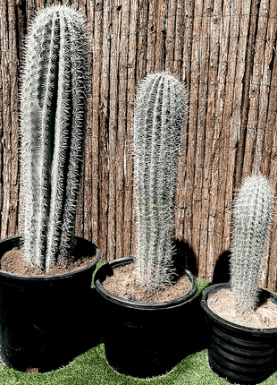https://i0.wp.com/www.greensouq.ae/wp-content/uploads/2022/02/Screenshot-2023-01-12-at-4.38.06-PM-e1673527214943.png?fit=2031%2C1863&ssl=1