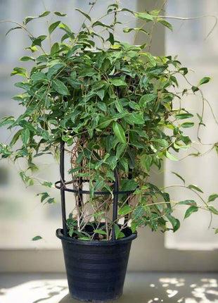 https://i0.wp.com/www.greensouq.ae/wp-content/uploads/2022/03/Tristellateia_australasiae_or_Shower_of_Gold_Climber_-greensouq.webp?fit=900%2C900&ssl=1
