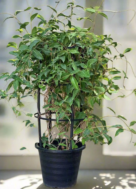 https://i0.wp.com/www.greensouq.ae/wp-content/uploads/2022/03/Tristellateia_australasiae_or_Shower_of_Gold_Climber_-greensouq.webp?fit=900%2C900&ssl=1
