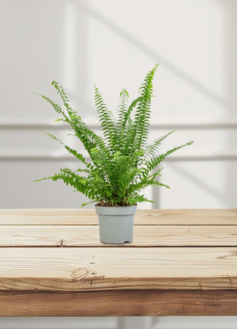 Nephrolepis exaltata &#8220;Green Lady&#8221;, Boston Fern or Sword Fern