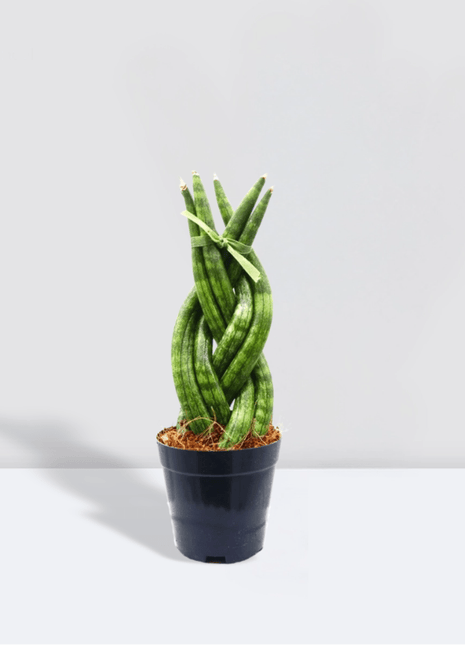 African Spear , Twisted Sansevieria Cylindrica