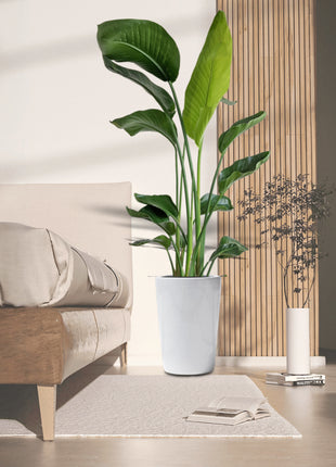 Strelitzia Nicolai or Bird of Paradise طائر الجنة in White Ceramic Pot 1.8-2m