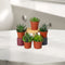 Mini succulents &#8220;Mix&#8221;
