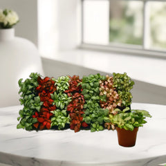 Fittonia, Nerve or Mosaic Plant 5-10cm Spread