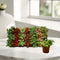 Fittonia, Nerve or Mosaic Plant 5-10cm Spread