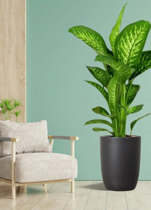 Strelitzia Nicolai or Bird of Paradise طائر الجنة in Black Fiber Pot 1.2-1.5m