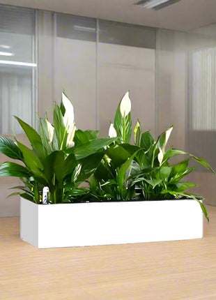 https://i0.wp.com/www.greensouq.ae/wp-content/uploads/2024/10/WhiteFinal.jpg?fit=1024%2C1024&ssl=1