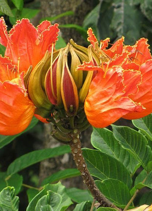 https://i0.wp.com/www.greensouq.ae/wp-content/uploads/2017/11/african-tulip-e1652527860619.jpg?fit=600%2C550&ssl=1