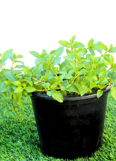 https://i0.wp.com/www.greensouq.ae/wp-content/uploads/2023/12/ag2.jpg?fit=765%2C825&ssl=1
