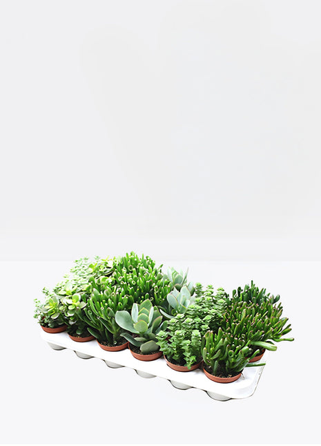 Crassula Mix 7 – 11cm