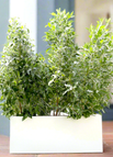 Three Plants in GRP pot