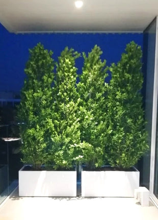 https://i0.wp.com/www.greensouq.ae/wp-content/uploads/2024/10/ficus-cone-in-grp-final.jpg?fit=780%2C780&ssl=1