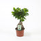 Ficus Ginseng Bonsai 25 – 30cm