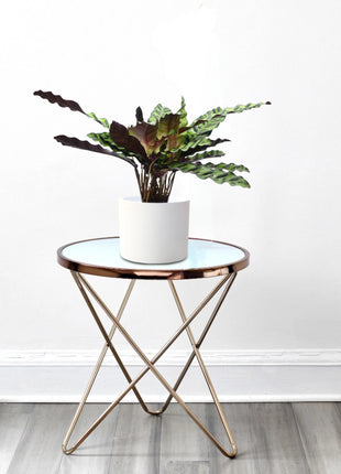 Calathea Lancifolia (Rattlesnake Plant)-30cm